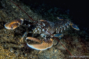 Homarus gammarus by Marco Gargiulo 
